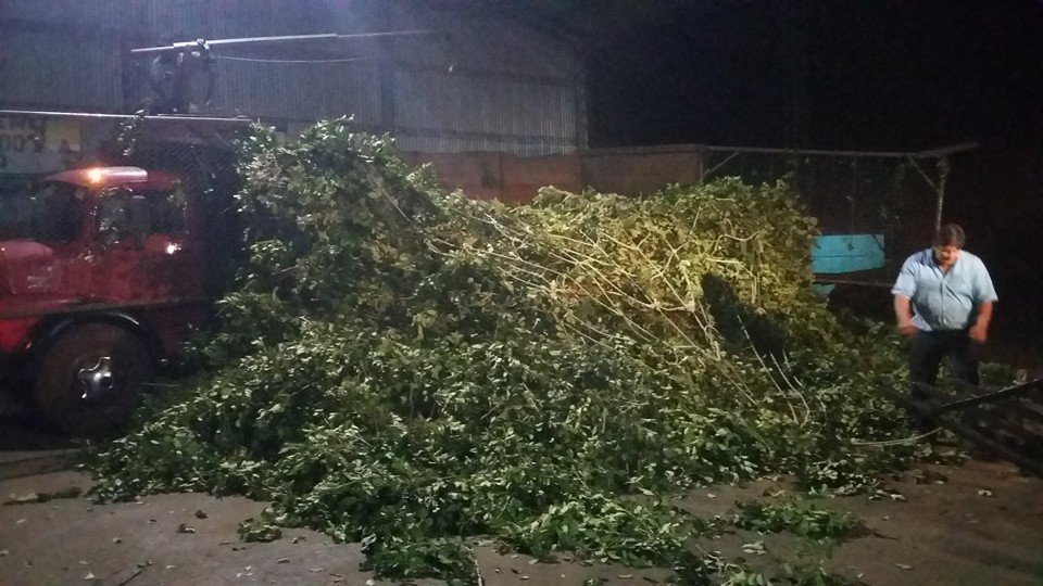 Selecta eukaliptusz és menta mate tea