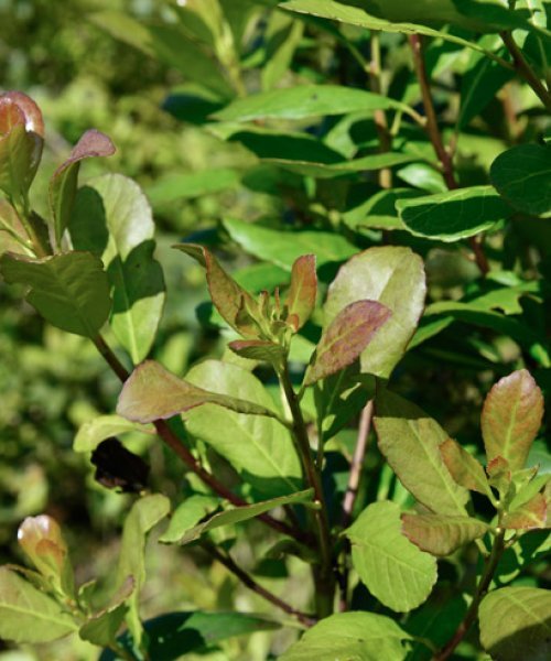 Selecta gyömbér, méz, citrom mate tea