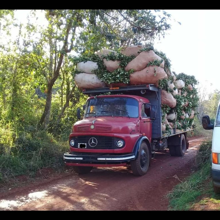 Sin Fronteras yerba mate