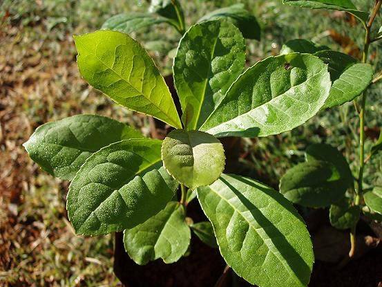 Sol y Lluvia Barbaqua yerba mate