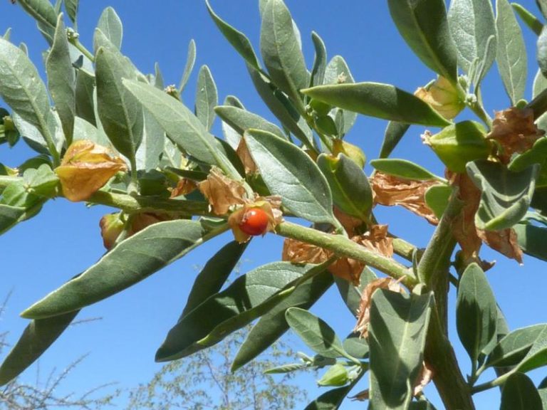 Withania somnifera - Álombogyó