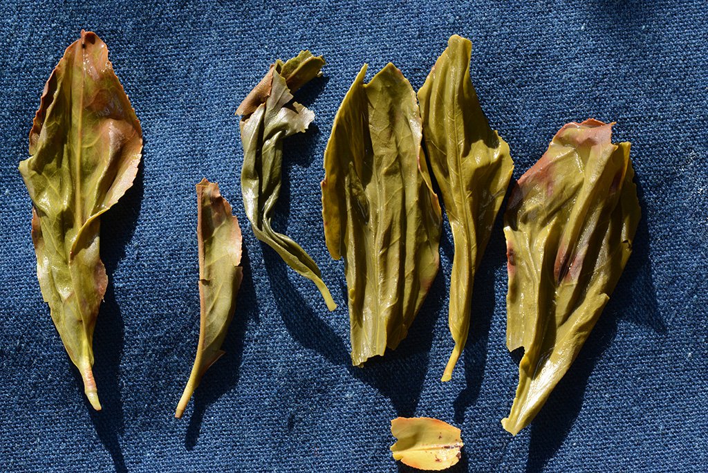 Ya Shi Xiang - "Kacsafos" főnix oolong tea