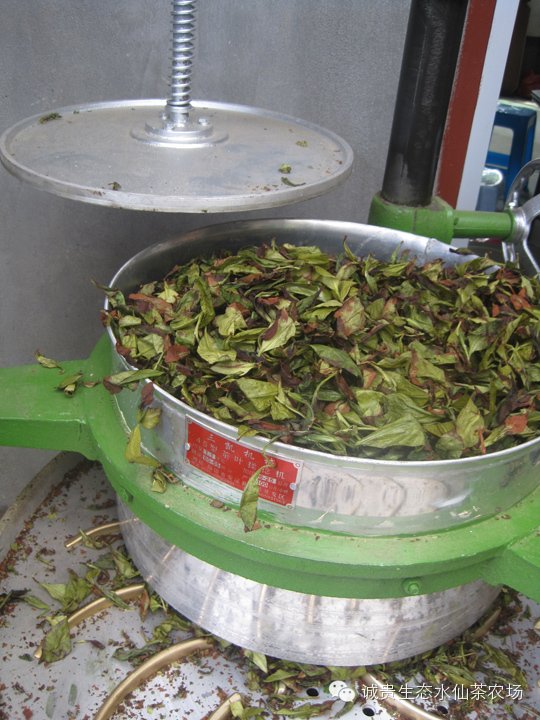 Zhang Ping Shui Xian préselt oolong tea