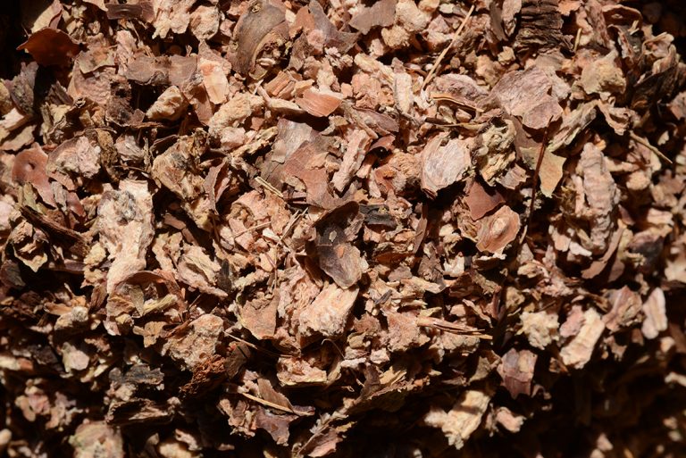 Rhodiola rosea - Aranygyökér