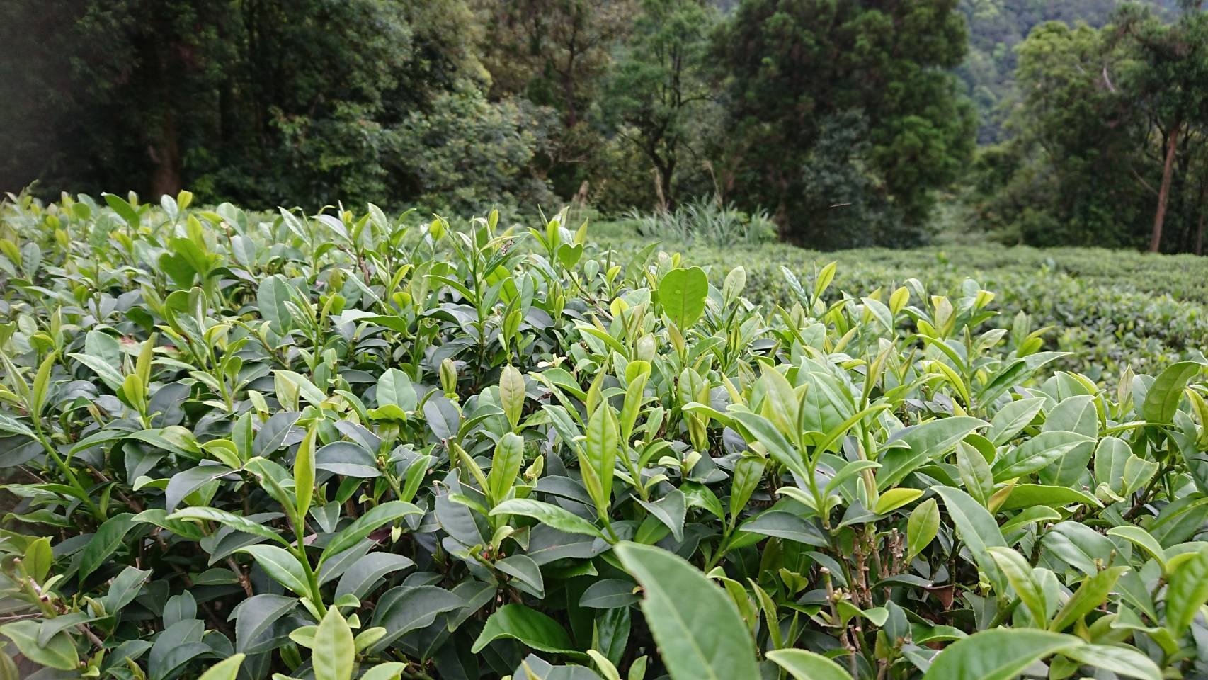 bai mao huo kínai zöld tea