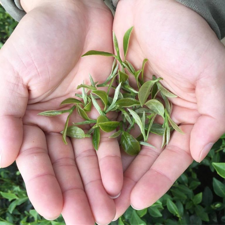 bai mao huo kínai zöld tea