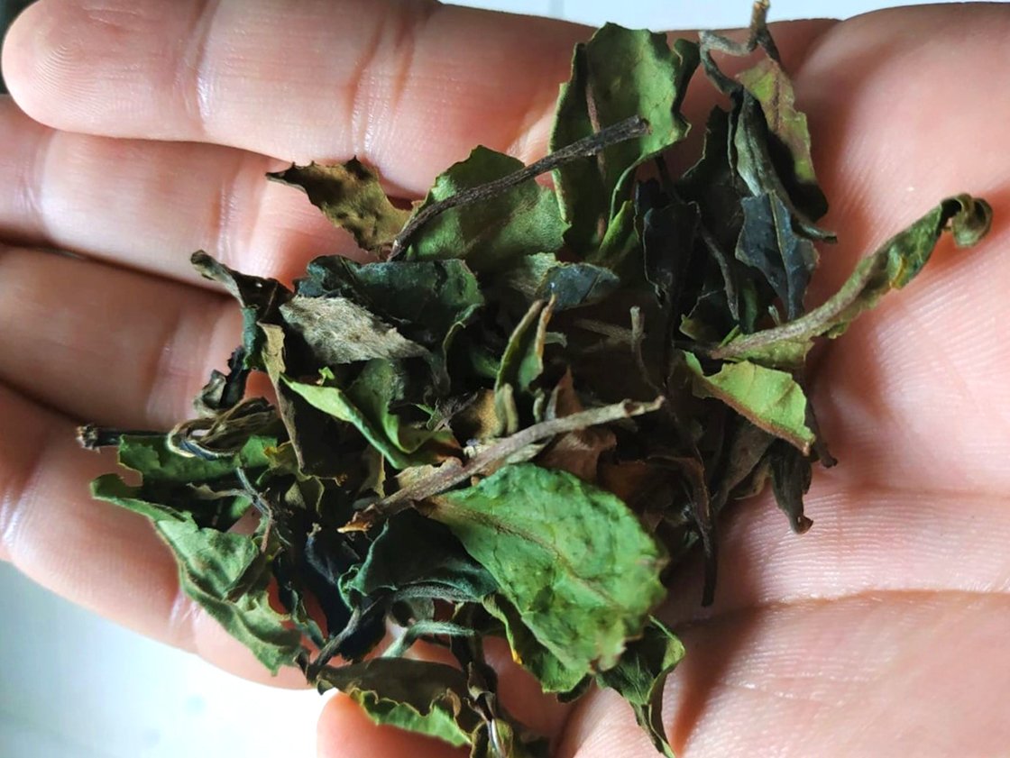 Bai Lan Ye Sheng fehér tea