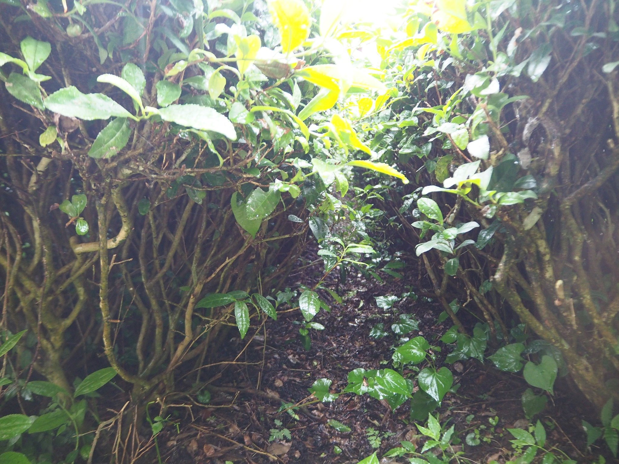 miyazaki sabou bio bancha