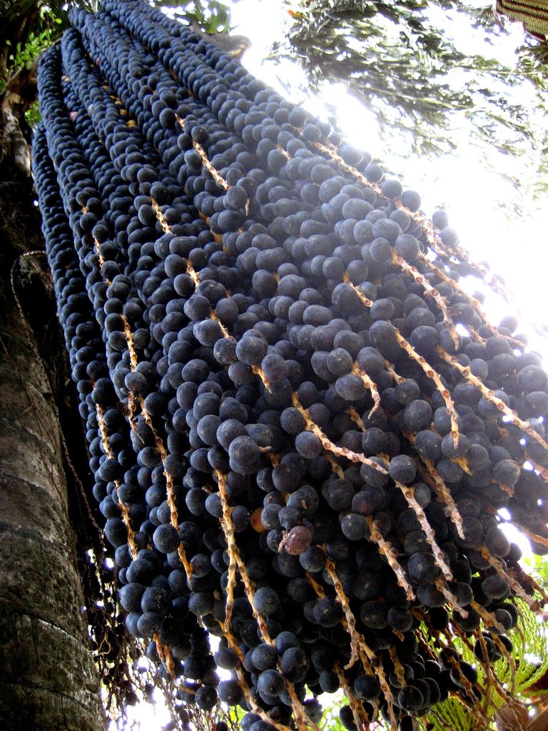 Acai - Brazil áfonya