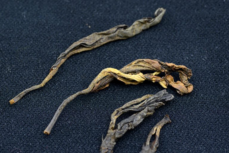 Bulang-hegyi Dian Hong aranyvörös tea