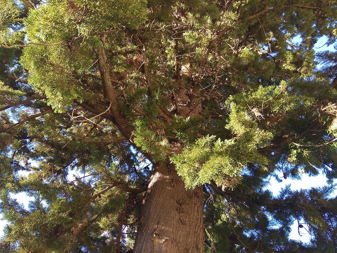 Ciprus herbatea keverék