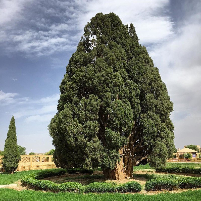 Ciprus herbatea keverék