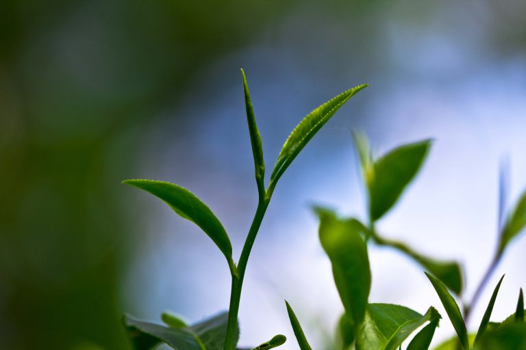 Doke Black Fusion indiai fekete tea