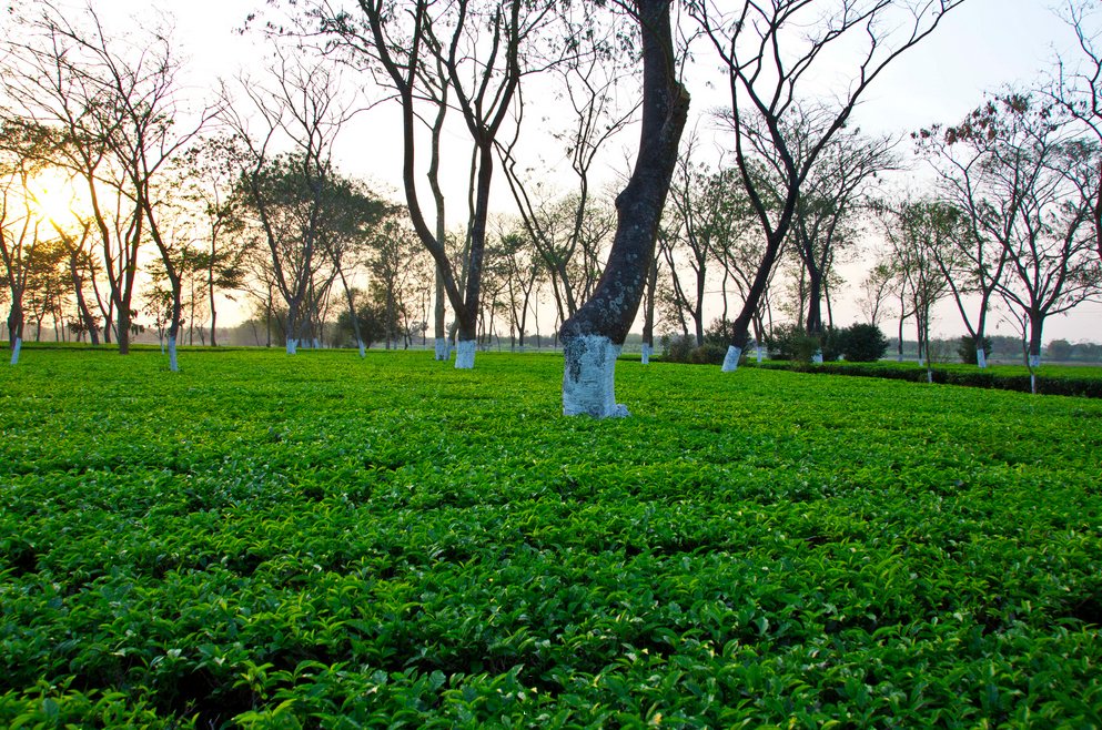 Doke Black Fusion indiai fekete tea