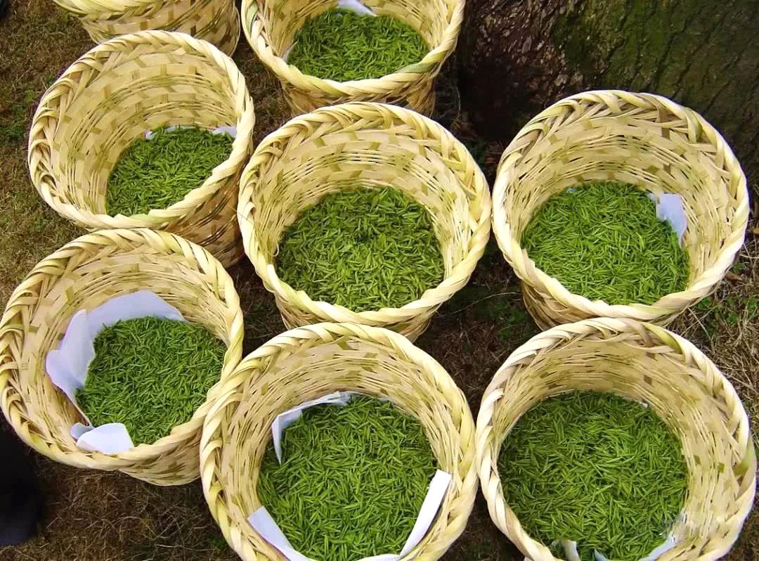 Dong Ting Bi Luo Chun Ji Pin