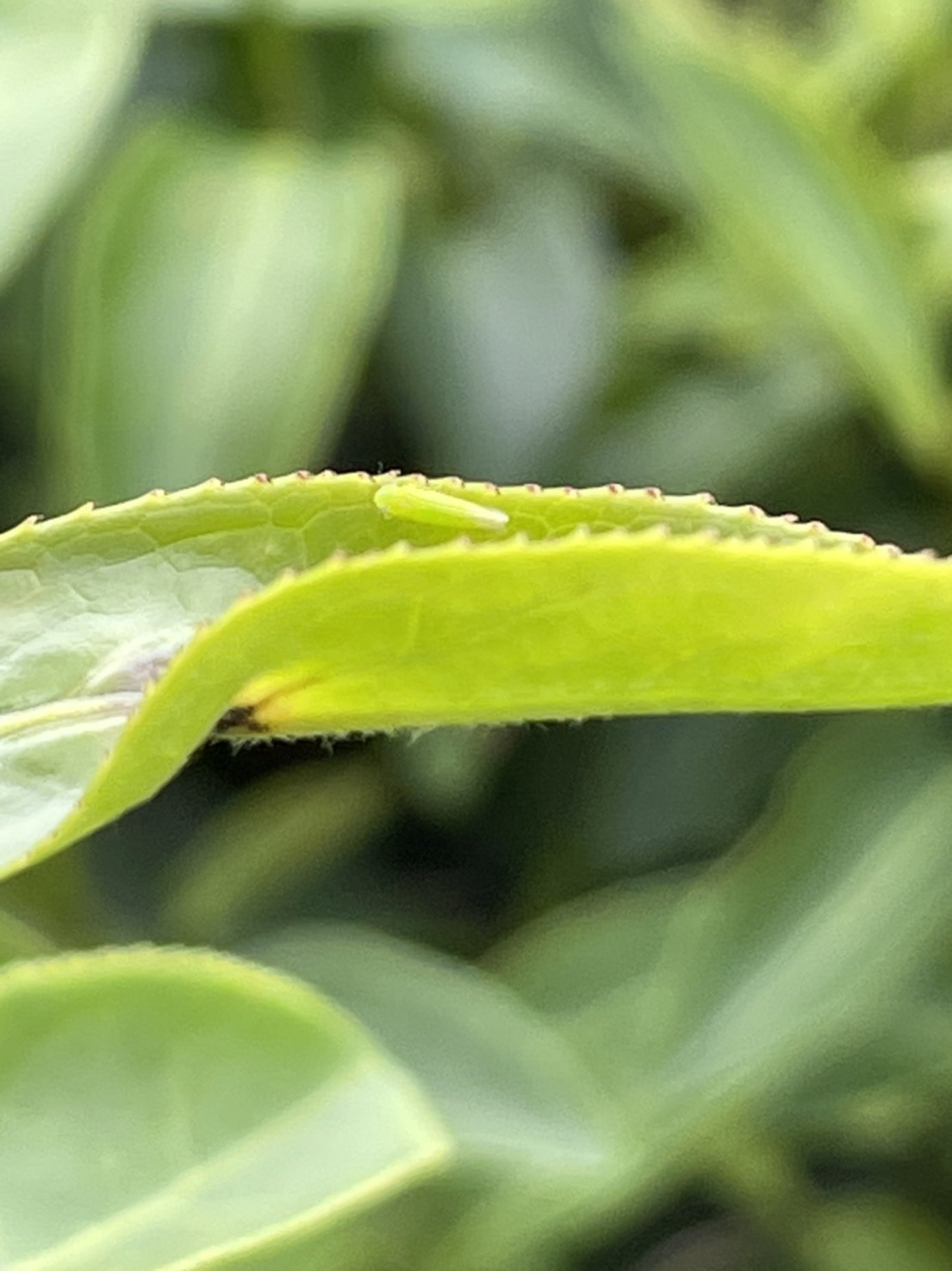 Dong Ding Gui Fei oolong tea