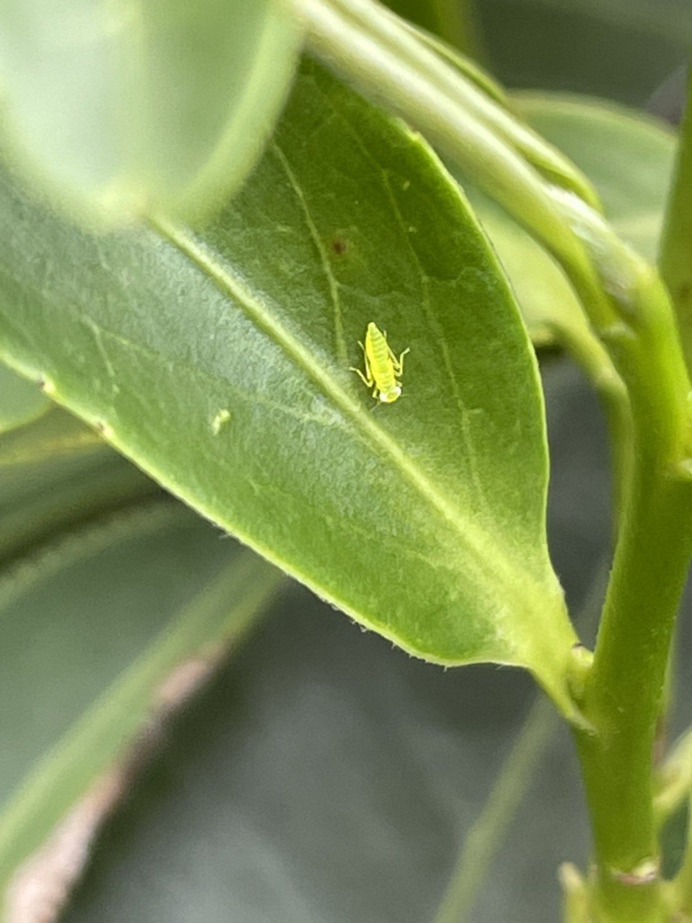 Dong Ding Gui Fei oolong tea