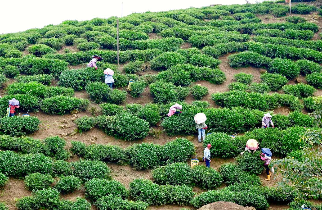 Dong Ding Gui Fei oolong tea