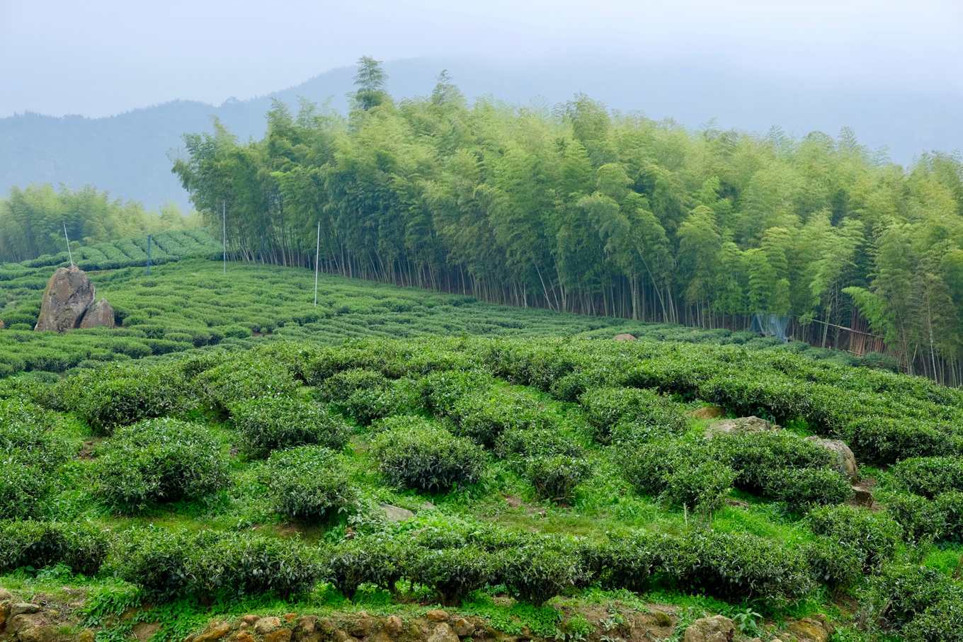 Dong Ding Gui Fei oolong tea