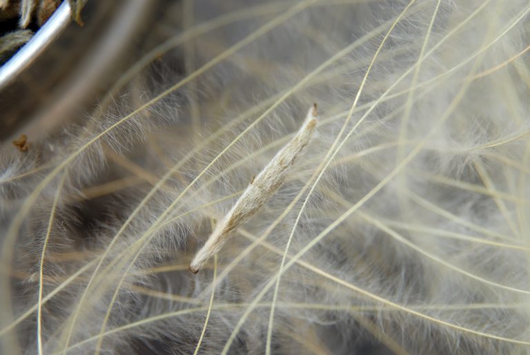 Bai Hao Yin Zhen ezüst tűk