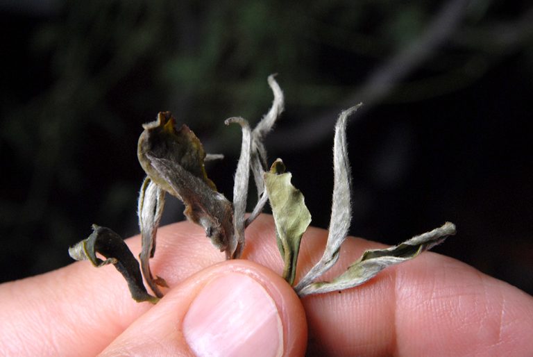 Bai Mudan fehér tea: Fehér peónirózsa