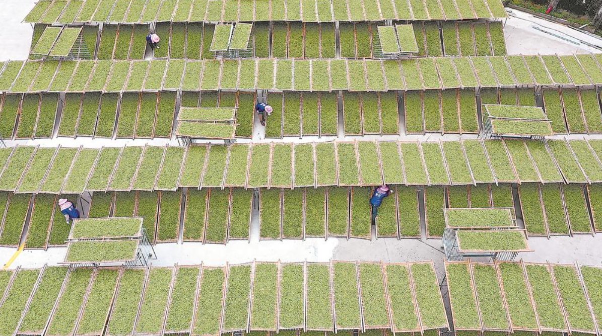 fehér tea gyártás