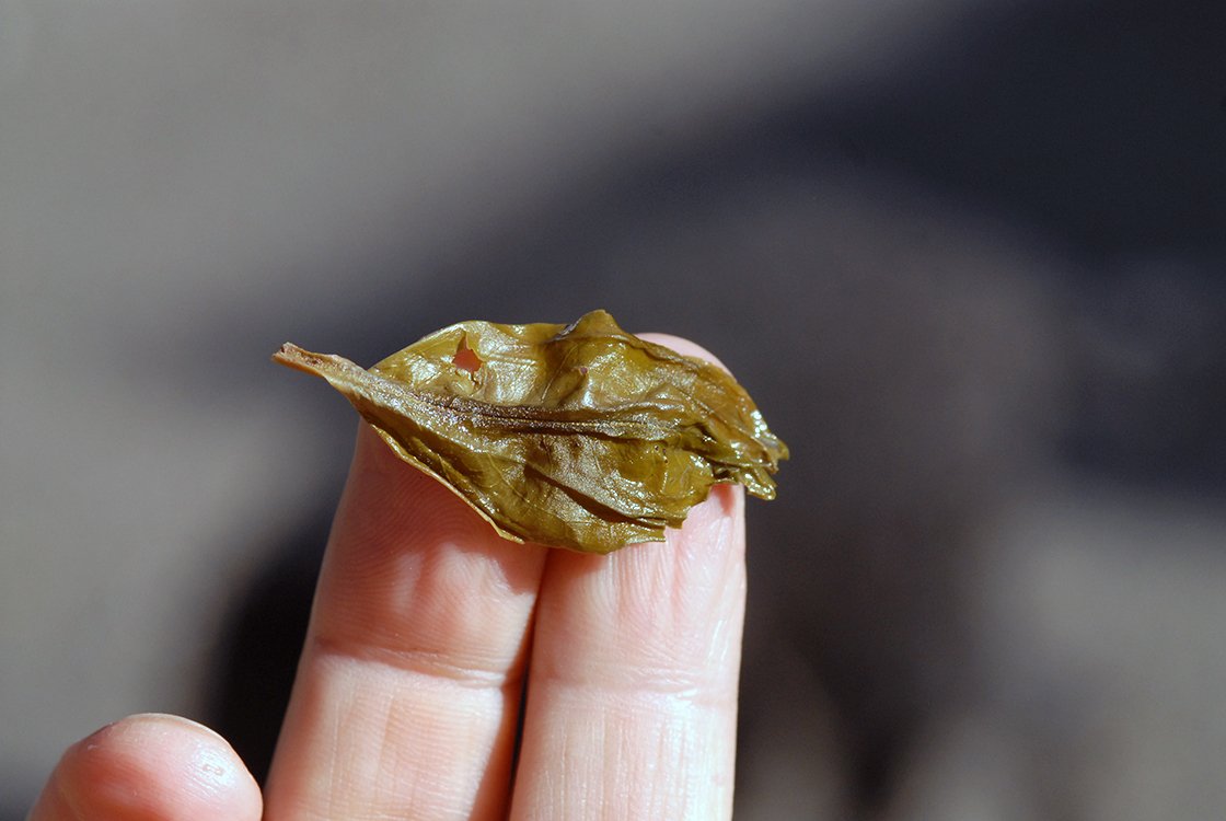 Feng Huang Dan Cong Huang Zhi