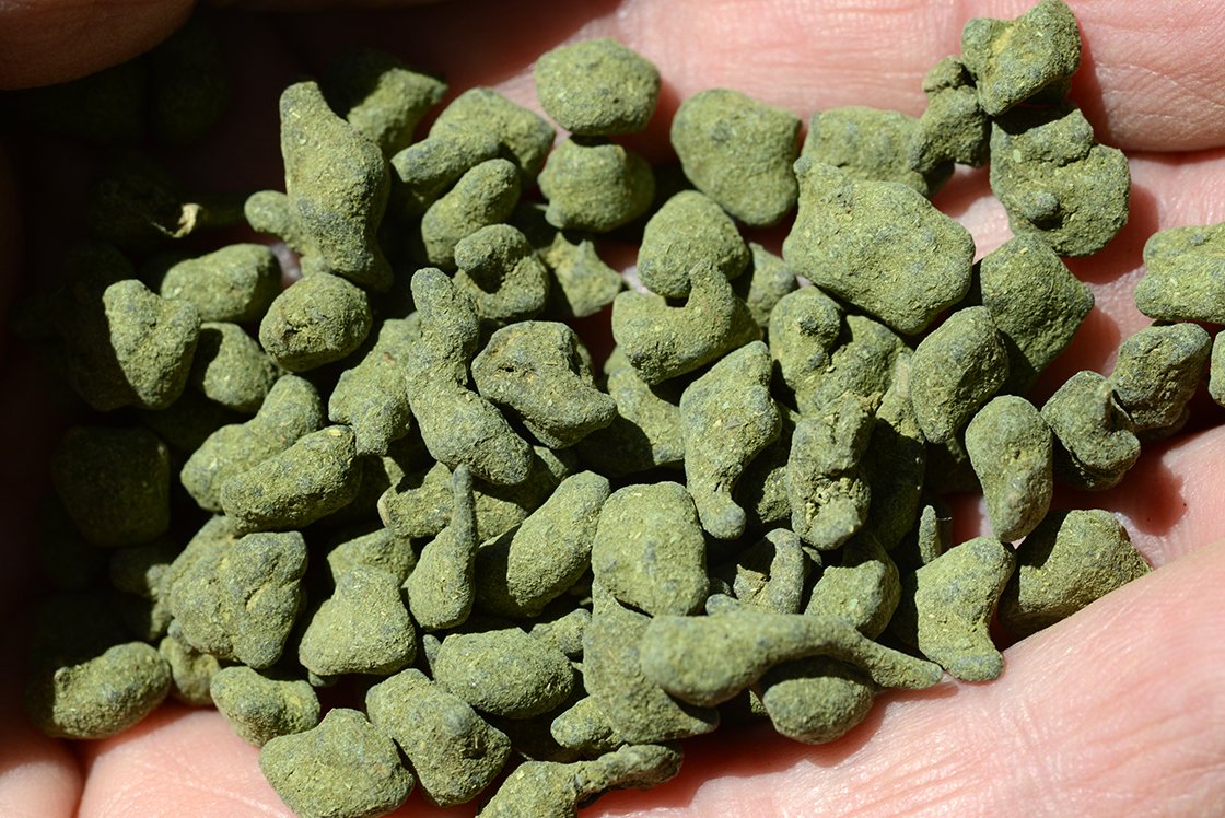 ren shen wang ginszeng oolong tea