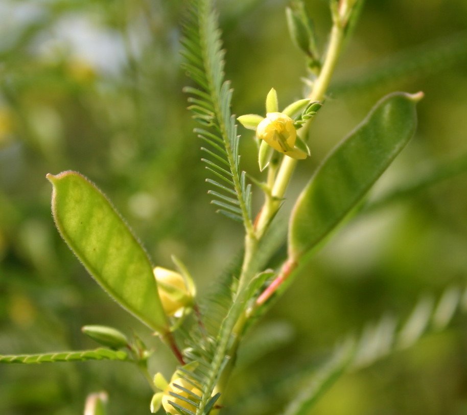 roppukucha bancha hat szerencse tea