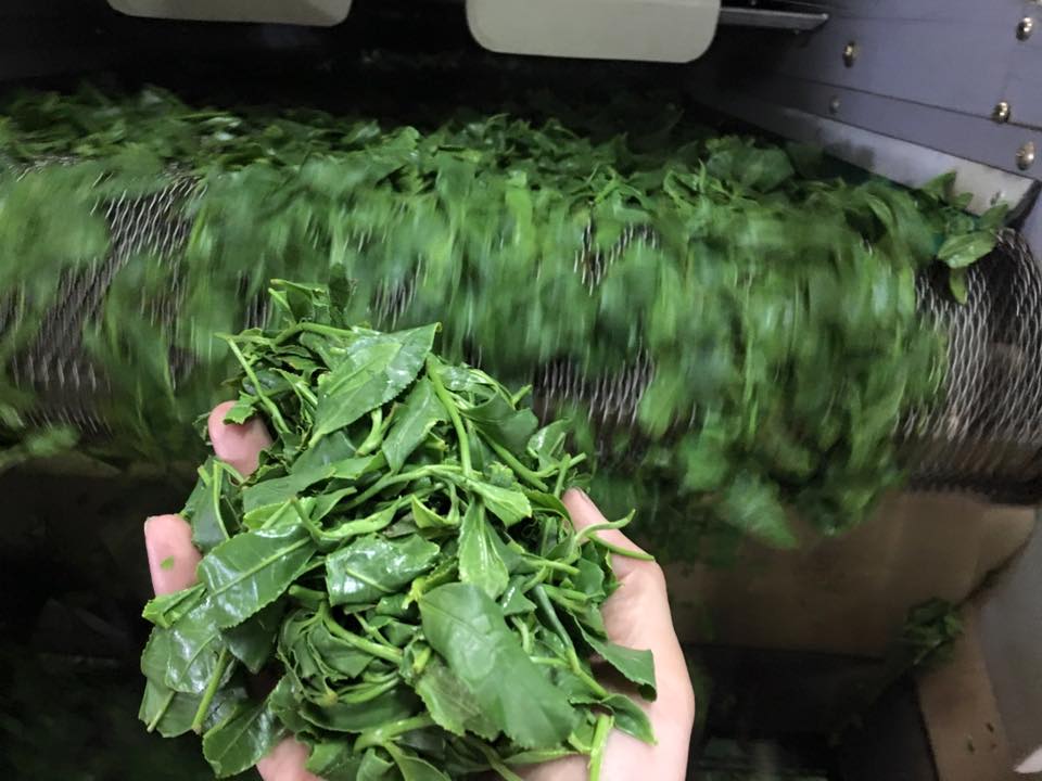 hoshino fukamushi kabusecha