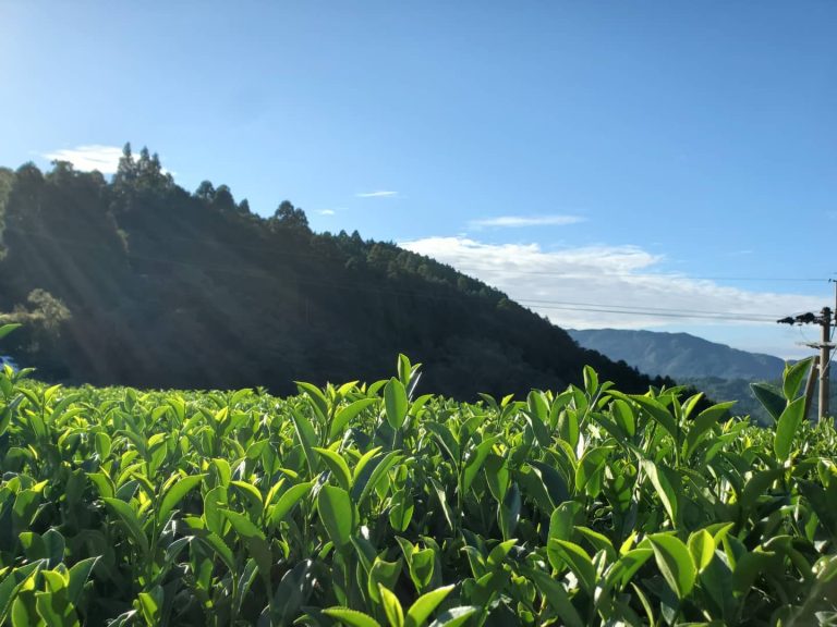 Hoshitea kék oolong