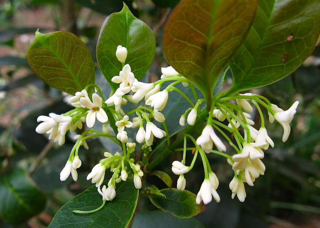 huang jin gui arany fahéjszirom oolong tea