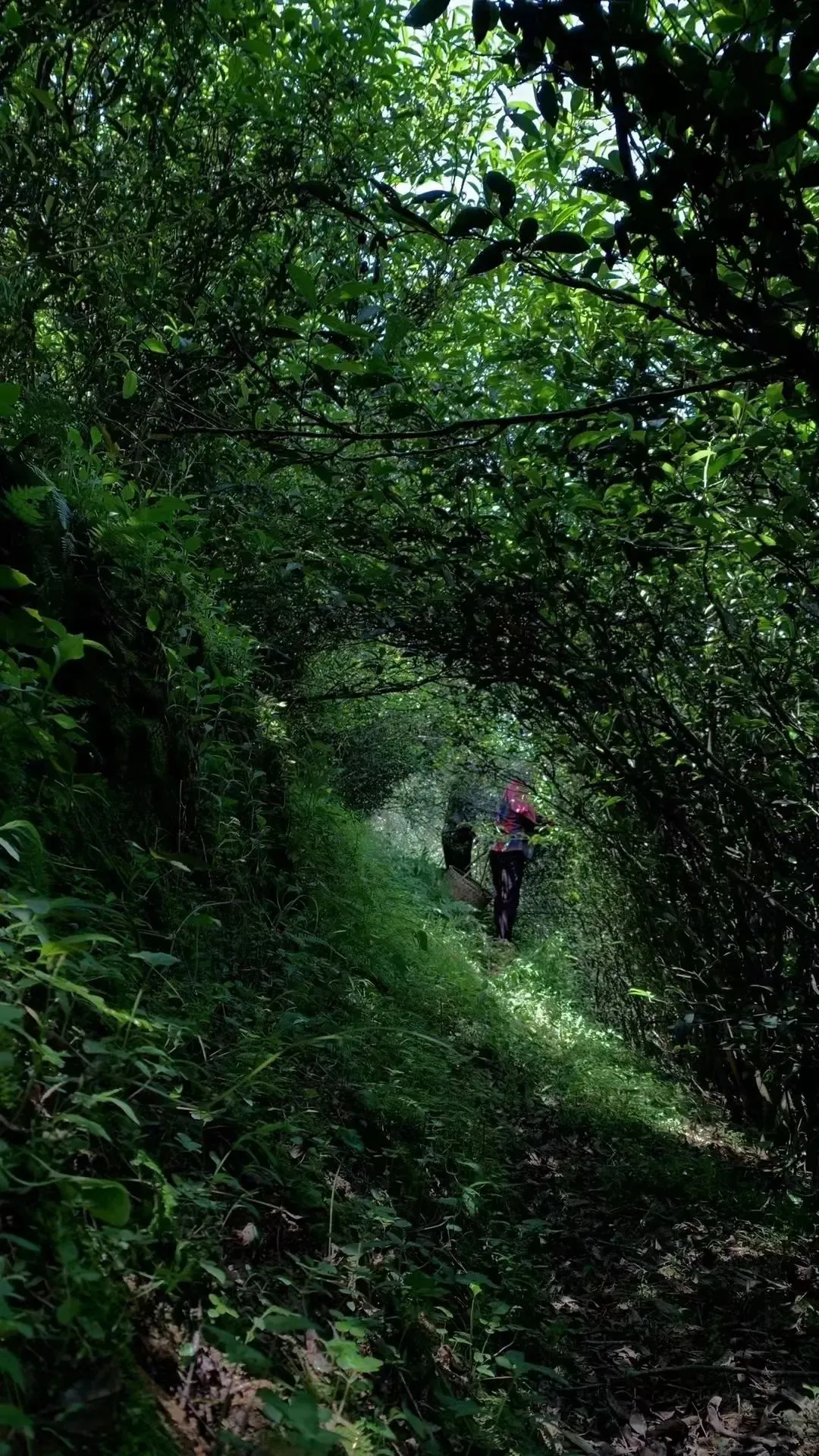 Lao Cong Shui Xian szikla oolong