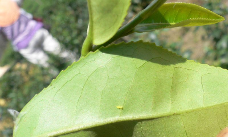 Dong Fang Mei Ren prémium oolong tea