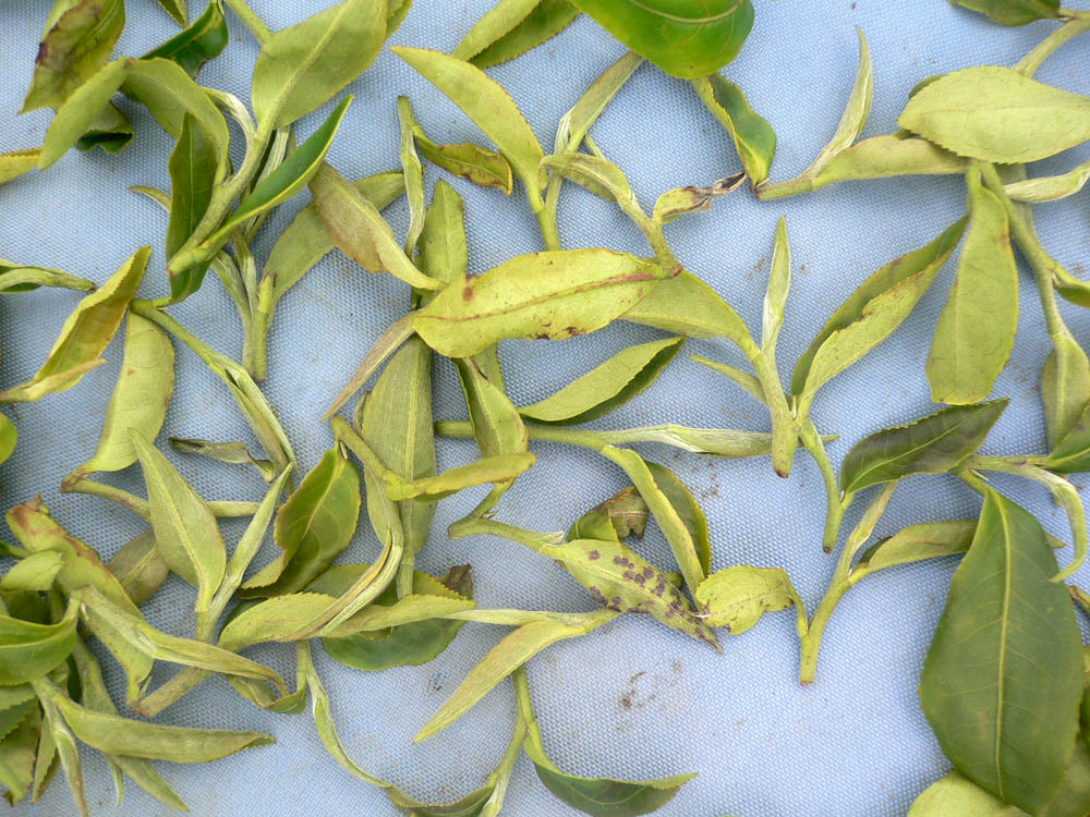 Dong Fang Mei Ren prémium oolong tea