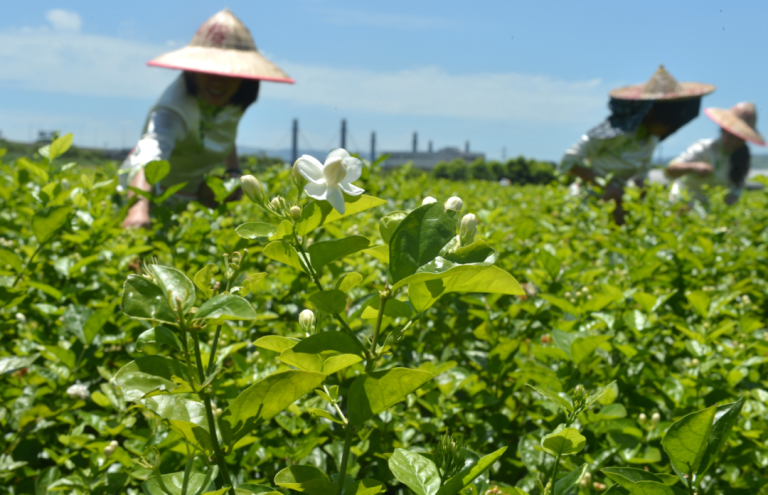 Fehér Jázmin Király