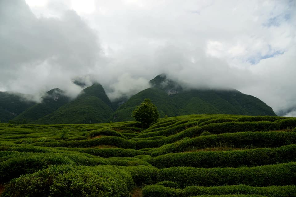 jingwei fu tea sötét tea