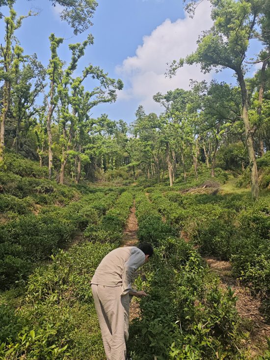 Jün Shan Yin Zhen sárga tea
