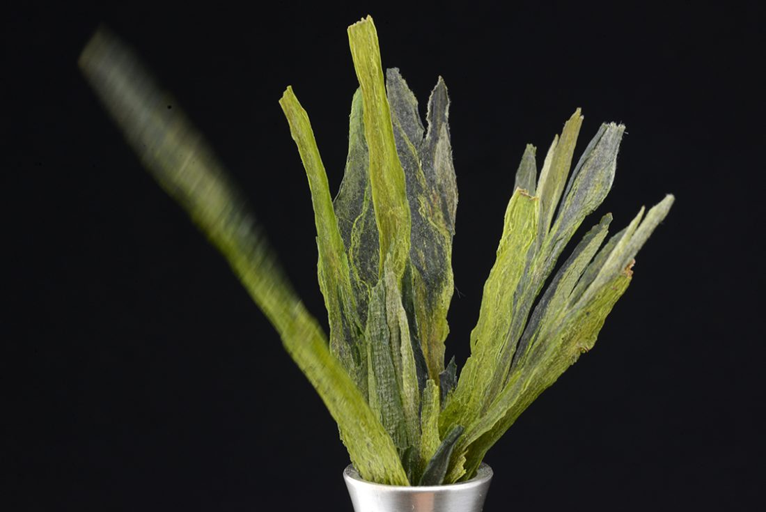 Taiping Houkui 太平猴魁 Taiping Majomkirály