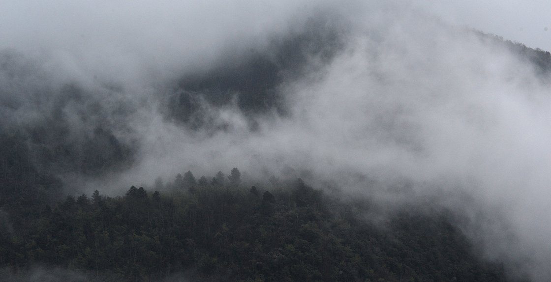 Bai Lan Ye Sheng fehér tea