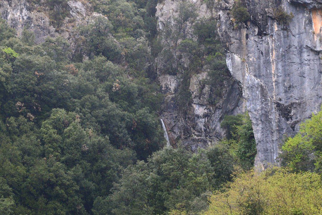 Bai Lan Ye Sheng fehér tea