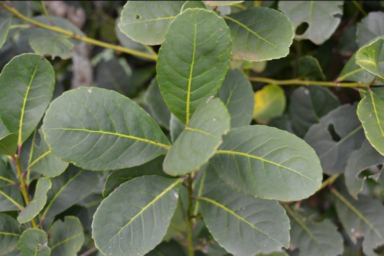 La-Merced-de-Campo-Sur-mate-tea