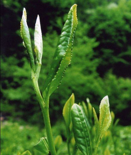 liuan-guapian-hat-dinnyemag-kinai-zold-tea-