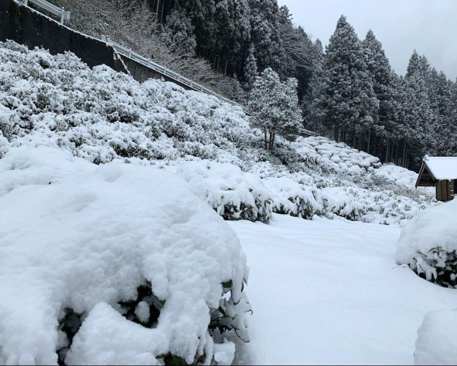 Omi tavaszi baby bancha