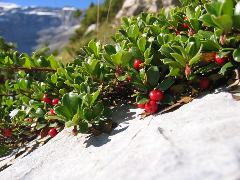 medveszolo-herbatea-Arctostaphylos_uva-ursi