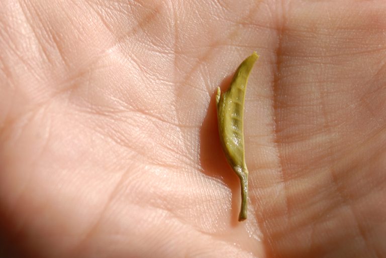 Mengding ganlu édes harmatcsepp a ködös hegycsúcsról