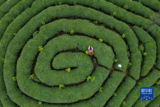 Mengding shan teahegység