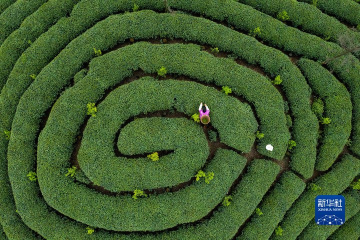 Mengding shan teahegység