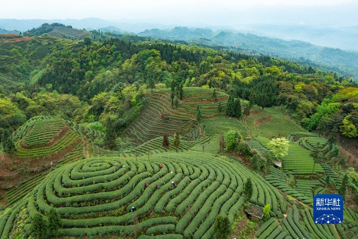 Mengding shan teahegység 