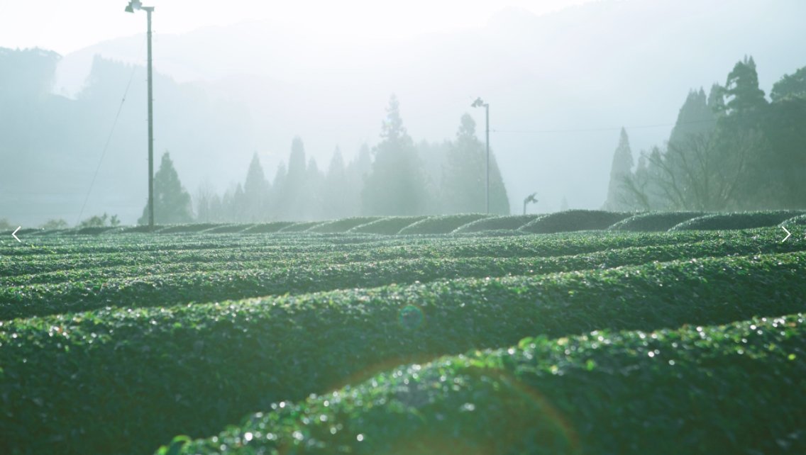 BIO kamairicha yamanami